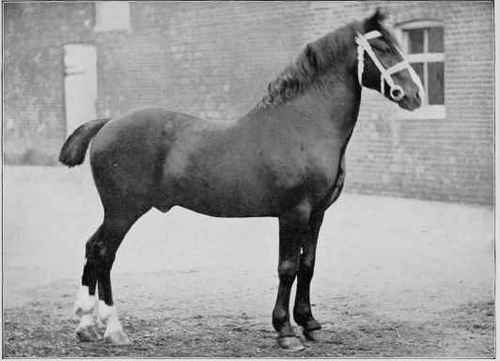 PACK HORSE TRIUMPH II.