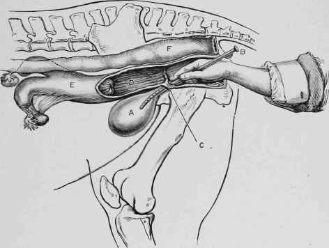 Retention of Urine in the Mare   passing the Catheter.