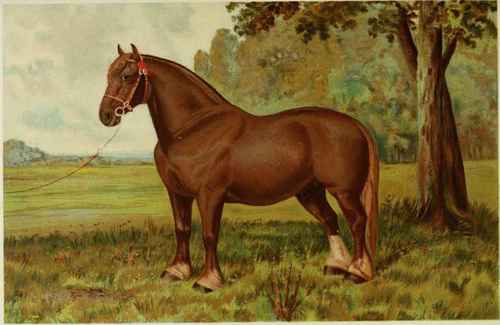 SUFFOLK STALLION, RULER 2453.