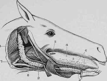 Salivary Glands.