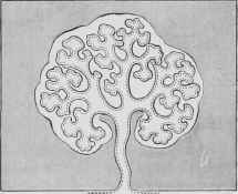 Section of Salivary Gland, showing the Connection of the Lobules with the Ducts and their Resemblance to a Bunch of Grapes.
