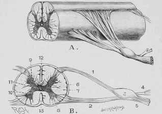 Sections of Spinal Cord.