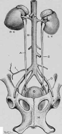 The Kidneys, Ureters, and Bladder.