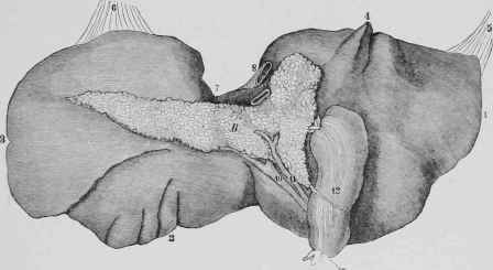 The Liver and Pancreas.