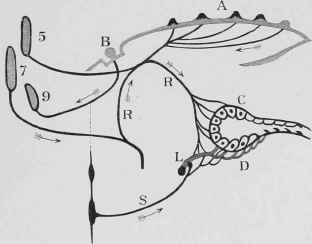 The Nervous Mechanism of Salivary Secretion.
