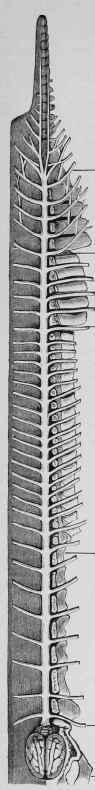 The Spinal Cord and the Nerves to which it gives rise.