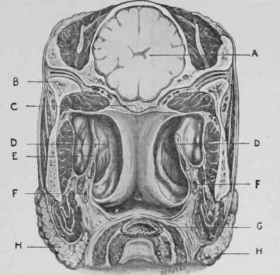 Transverse Section of Horse's Head, showing the Guttural Pouches.