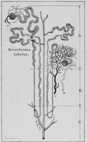 Uriniferous Tubules.