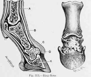 A, Extensor Pedis Tendon. B, Os Suffraginis or First Phalanx, c, Os Coronae. D, Ring bone. E, Os Pedis.