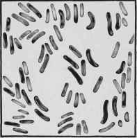 Bacillus of Tuberculosis.