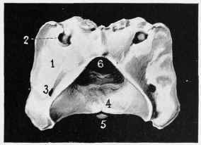 Fig I. ATLAS (supero posterior surface).