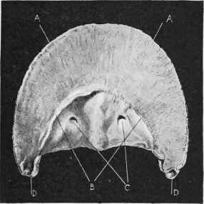 Os Pedis (Plantar Aspect).