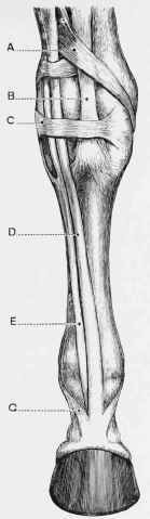 Principal Tendons and Ligaments of the Fore Limb. Front View.