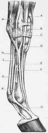 Principal Tendons and Ligaments of the Fore Limb. Outer Side View.