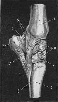 The Carpus or Knee joint.