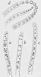 A Sewage Fungus, Beggiatoa alba (sulphur bacterium).