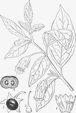 Belladonna (Atvopa Belladonna).