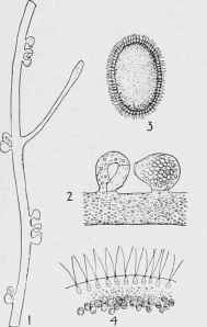 Chlorophyll green Alga (Vaucheria sessilis).