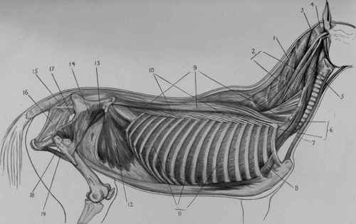 DEEP MUSCLES OF THE NECK AND TRUNK.