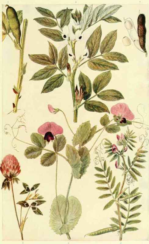 FOOD PLANTS   II.