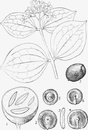 Fig. 4.31.   Nux Vomica (Strychnos nux vomica).