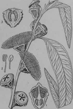 Fig. 436. Eucalyptus globulus.