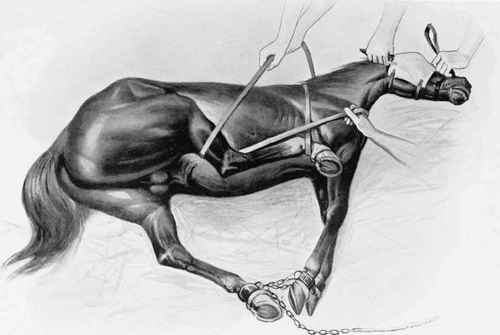 HORSE CAST FOR CASTRATION.