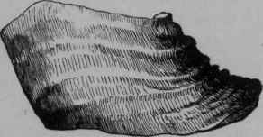 Laminitis.