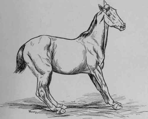 Laminitis in Fore  and Hind feet.