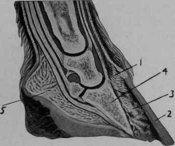 Laminitis.