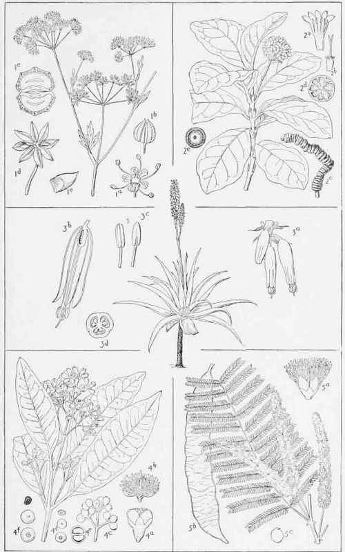 MEDICINAL PLANTS   III.