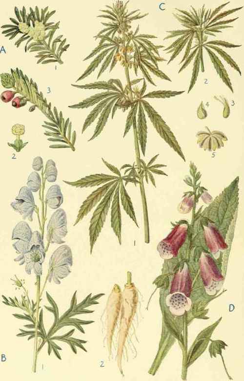 POISONOUS PLANTS I.