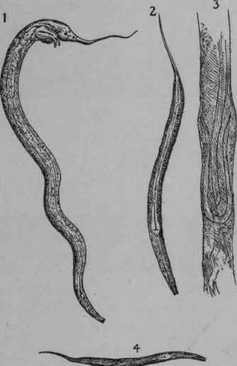 Pelodera Axei.