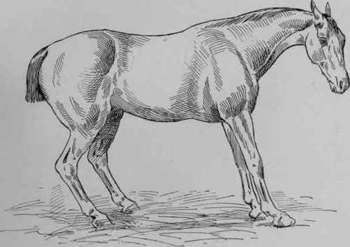 Posture in Laminitis of the Fore feet.