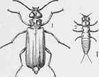 Spanish Fly (Cantharis vesicatoria).