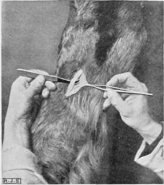 Tenotomy. Tenotomy knife inserted beneath tendon.