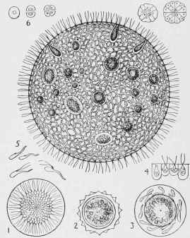 Volvos globator (colony).