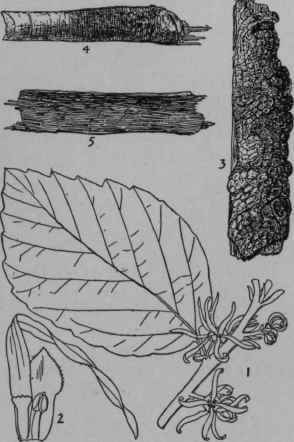 Witch hazel (Hamamelis virginica).