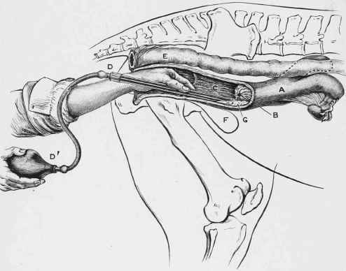 Artificial Insemination: Gathering the Semen.