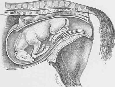 Breech and Hocks presented.