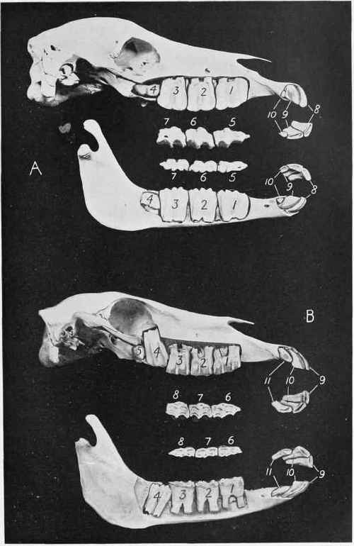 DENTITION OF THE HORSE AT VARIOUS AGES   I.