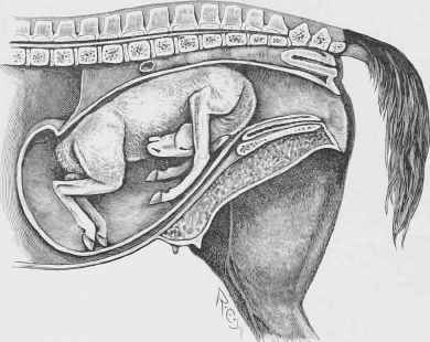 Neck Presented, Fore legs directed backwards.
