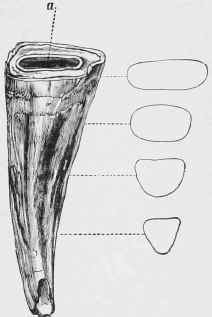 Permanent Incisor, showing sections at various points.