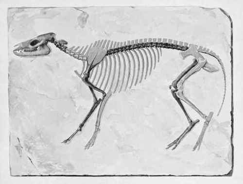 SKELETON OF PROTOROHIPPUS.