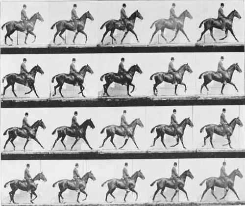THE TROT.