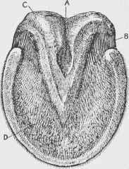 The Sensitive Foot: Sole and Frog.