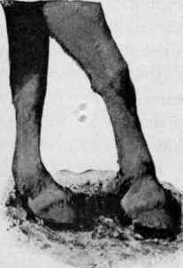 A pointer.