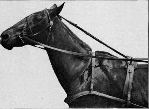 A rein cruelly used.