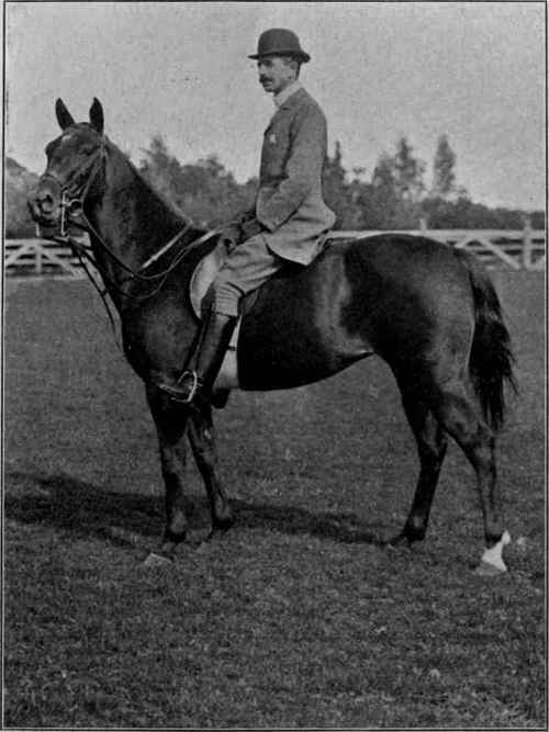 A saddler at rest.