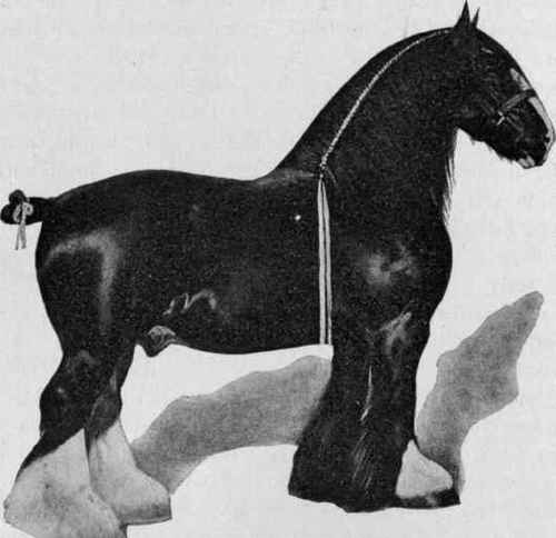 Dunsmore Combination (17314).